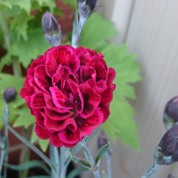 Dianthus Odessa Red in the GardenTags plant encyclopedia Pot Carnation Odessa Red in the GardenTags plant encyclopedia