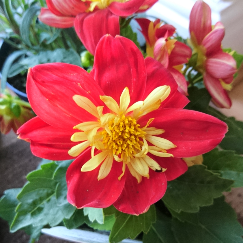 Dahlia Dahlietta Cindy (Dahlietta Series) syn. Dahlia Dahlietta Surprise Cindy in the GardenTags plant encyclopedia Dahlia Dahlietta Cindy (Bedding) in the GardenTags plant encyclopedia