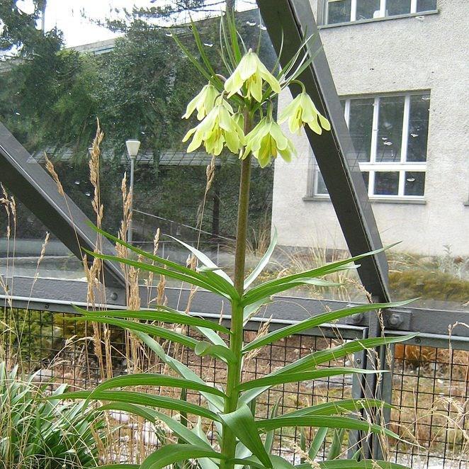Fritillaria raddeana in the GardenTags plant encyclopedia Fritillary raddeana in the GardenTags plant encyclopedia