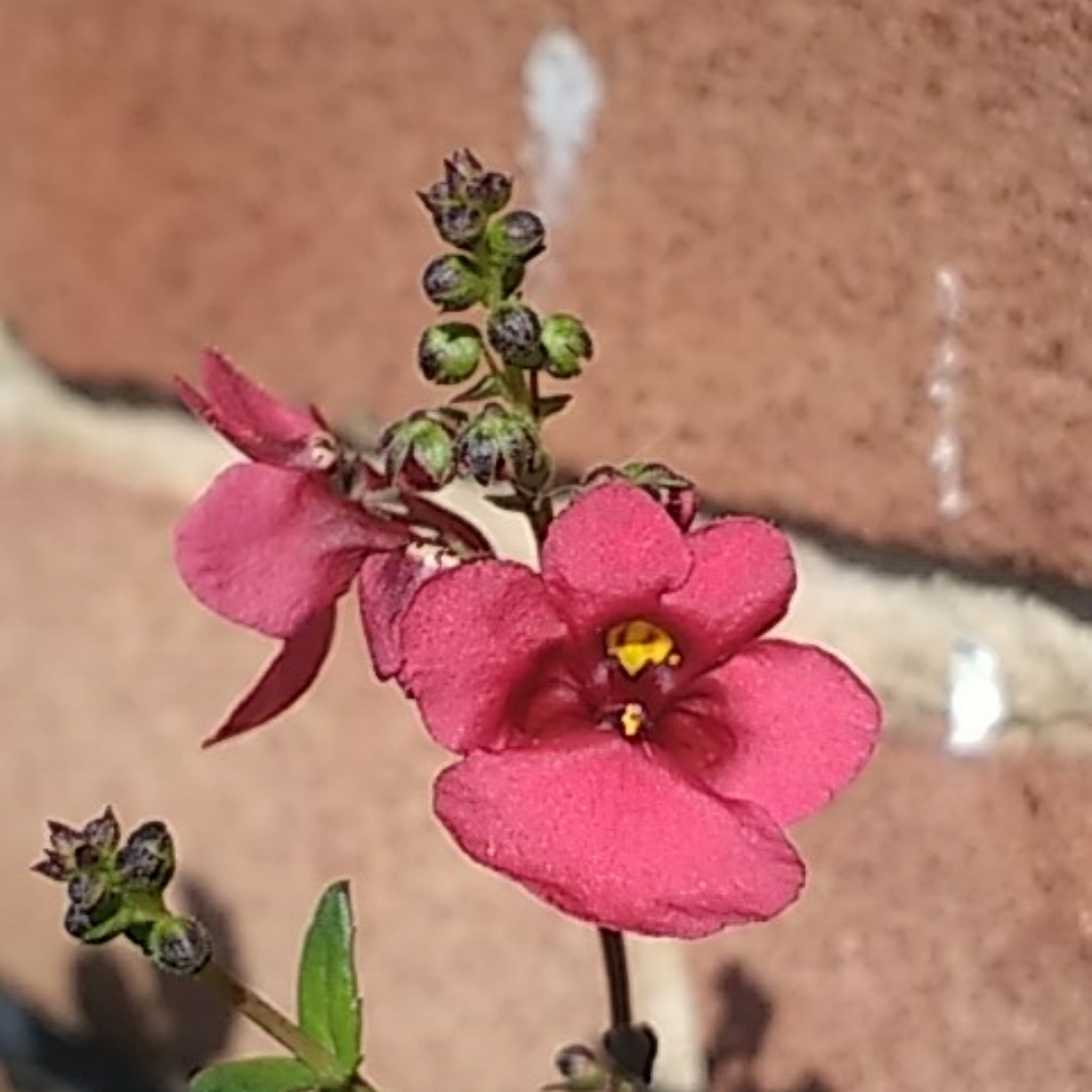 Diascia elegans Divara Deep Red in the GardenTags plant encyclopedia Twinspur Divara Deep Red in the GardenTags plant encyclopedia