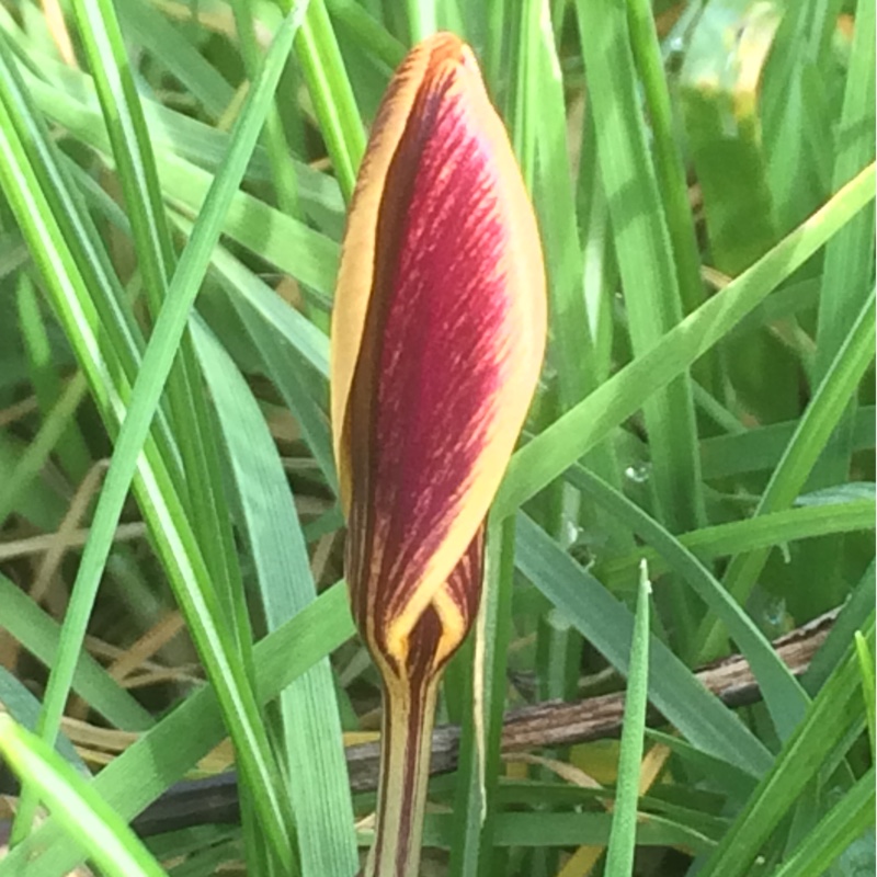 Crocus angustifolius Bronze Flowered in the GardenTags plant encyclopedia Crocus (Species) Cloth-of-Gold Crocus Bronze Flowered in the GardenTags plant encyclopedia