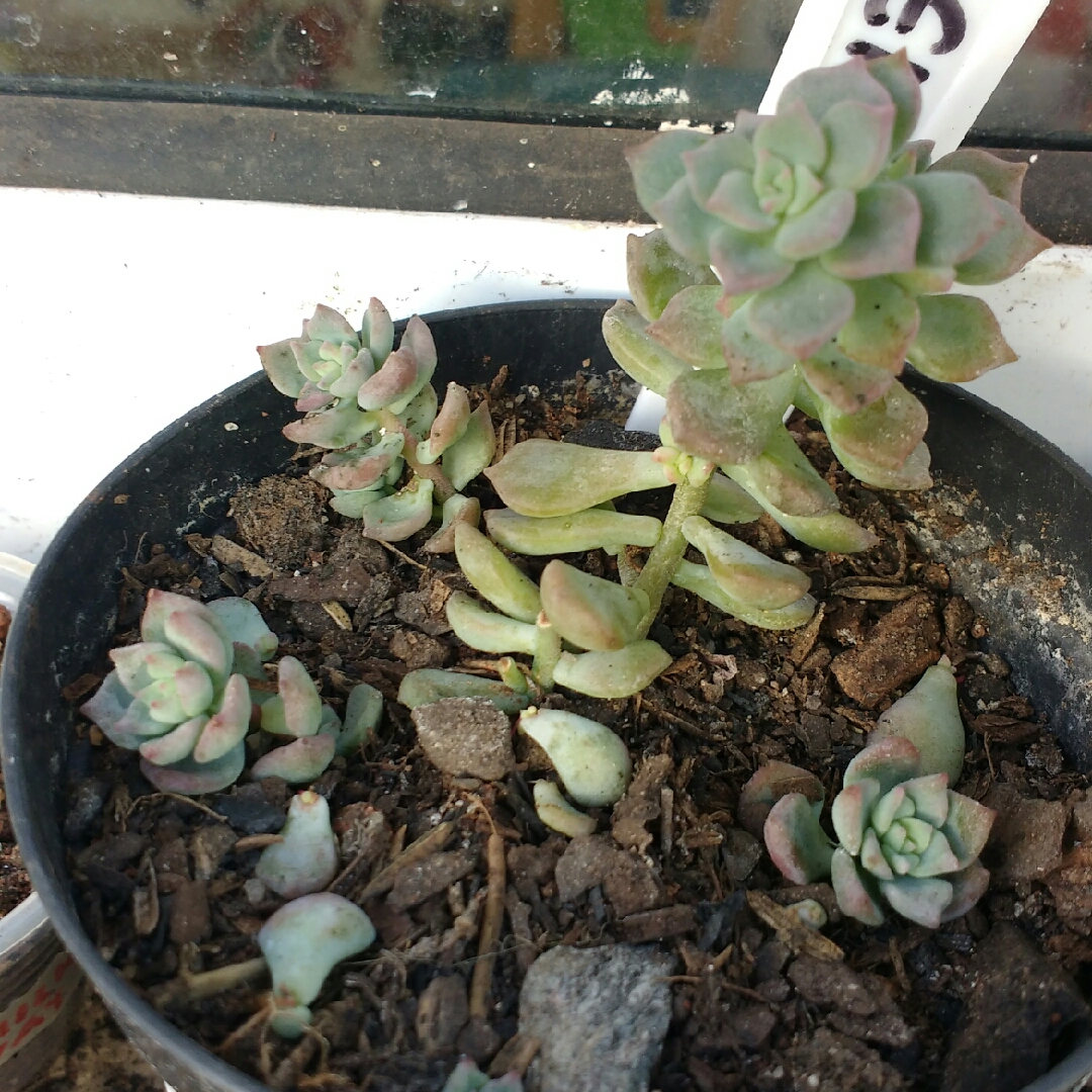 Echeveria Querencia in the GardenTags plant encyclopedia Echeveria Querencia in the GardenTags plant encyclopedia