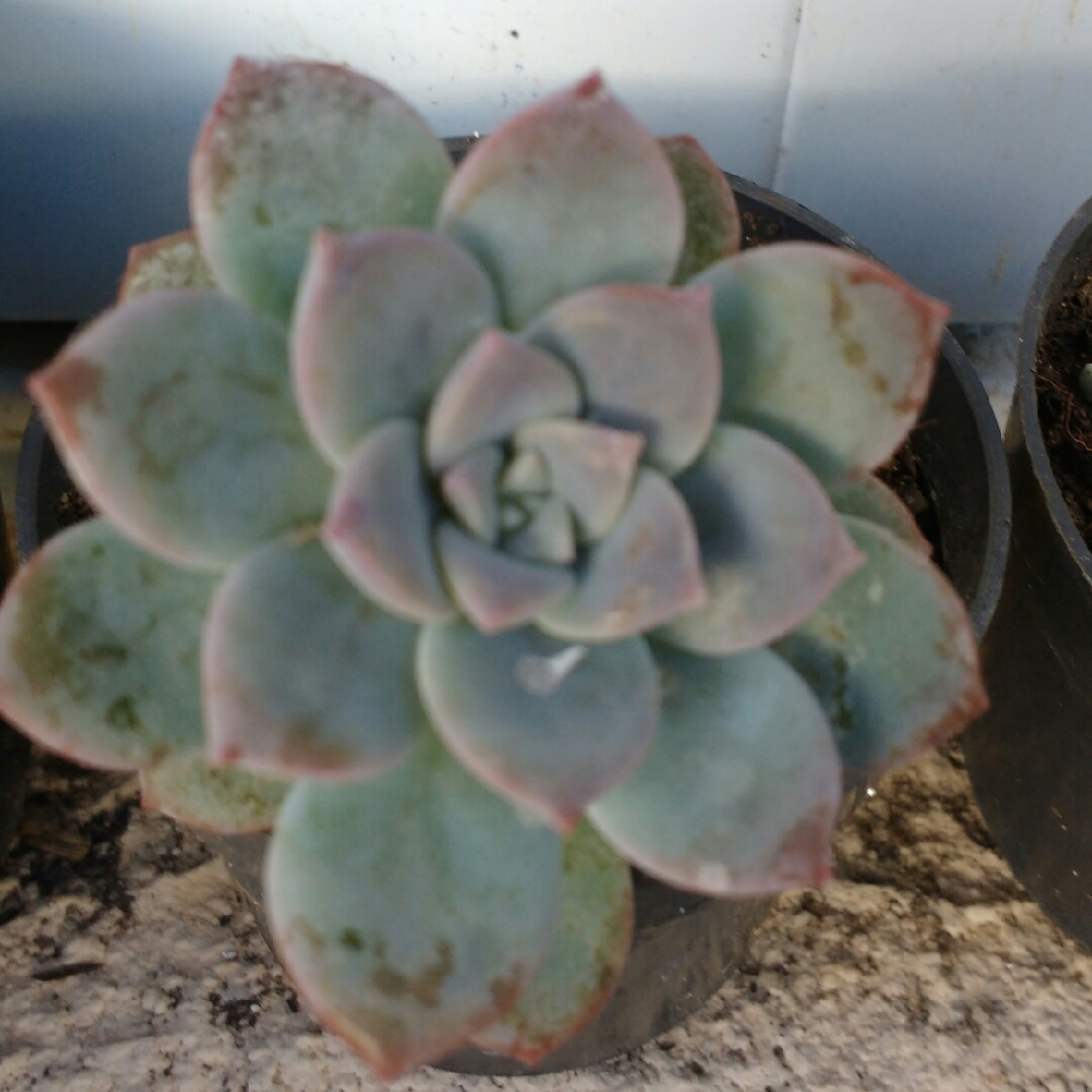 xGraptoveria Milky Way in the GardenTags plant encyclopedia Graptoveria Milky Way in the GardenTags plant encyclopedia