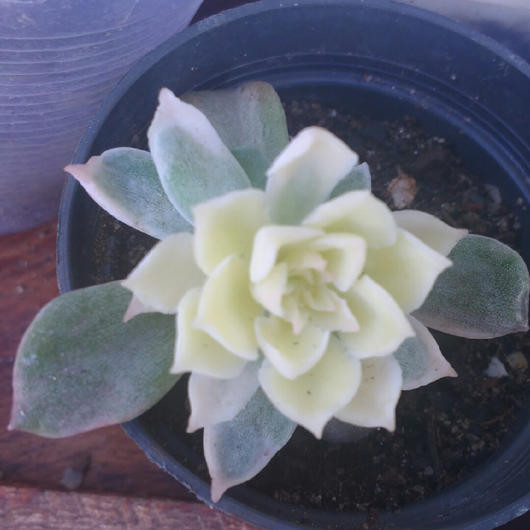 Echeveria Albicans Variegata in the GardenTags plant encyclopedia Echeveria Albicans Variegated in the GardenTags plant encyclopedia