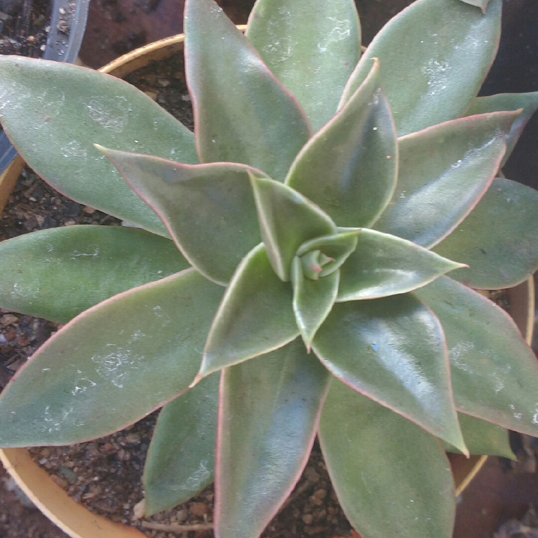 Echeveria Rubella in the GardenTags plant encyclopedia Echeveria Rubella in the GardenTags plant encyclopedia