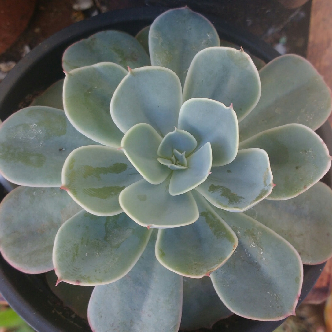 Echeveria Peruana in the GardenTags plant encyclopedia Echeveria Peruana in the GardenTags plant encyclopedia
