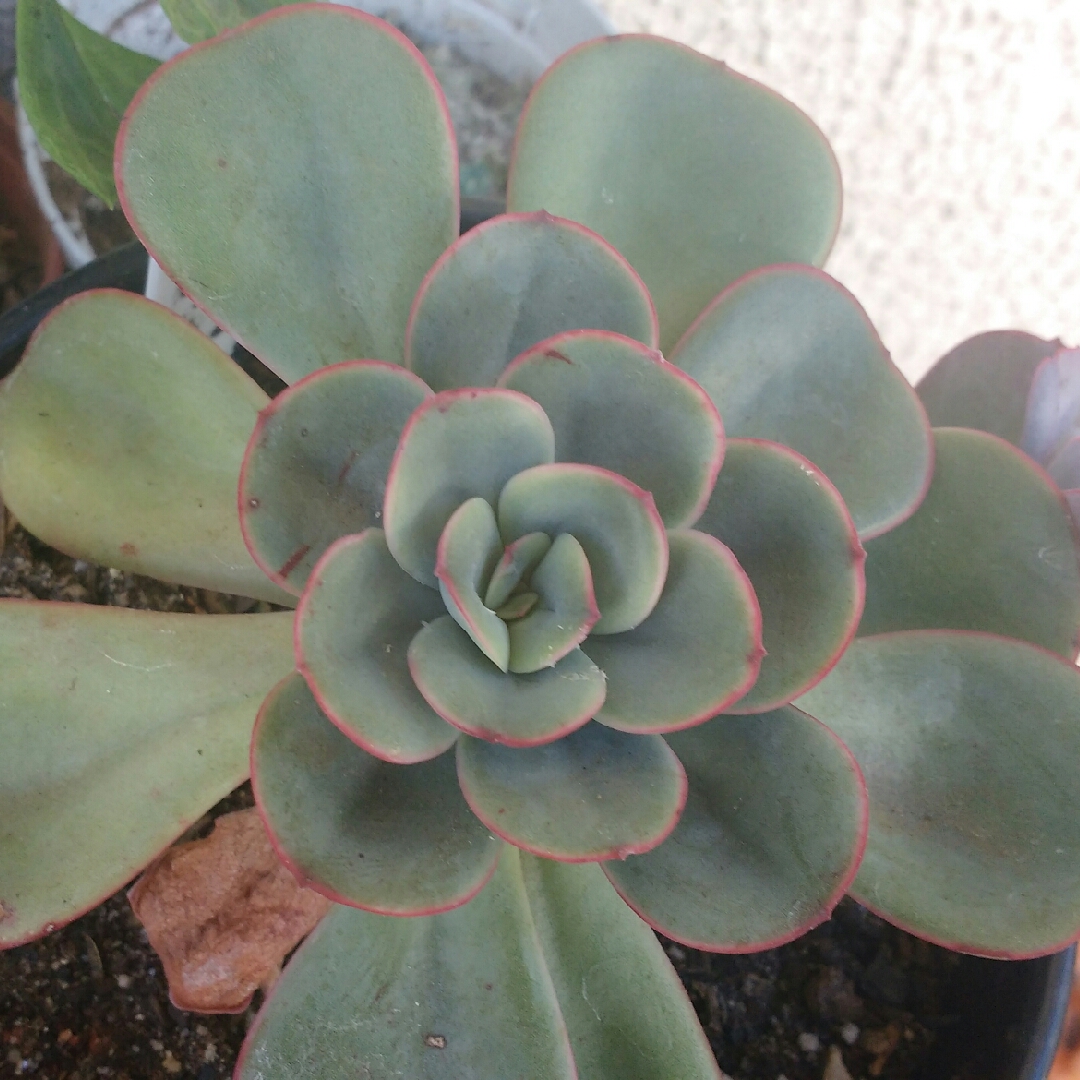 Echeveria Falsa Nubia in the GardenTags plant encyclopedia Echeveria Falsa Nubia in the GardenTags plant encyclopedia