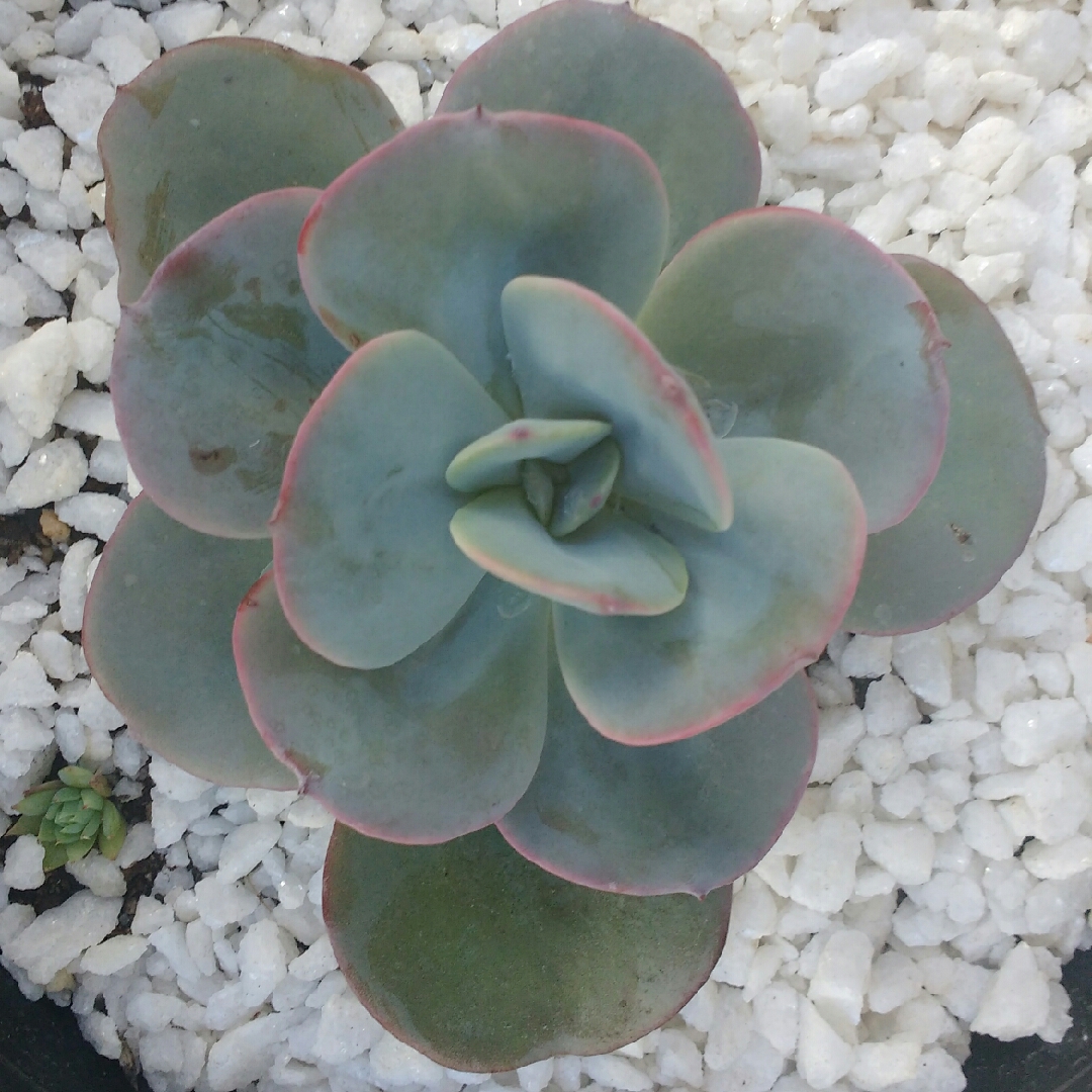 Echeveria Gila in the GardenTags plant encyclopedia Echeveria Gila in the GardenTags plant encyclopedia