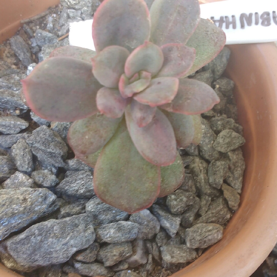 Echeveria Goiabinha in the GardenTags plant encyclopedia Echeveria Goiabinha in the GardenTags plant encyclopedia