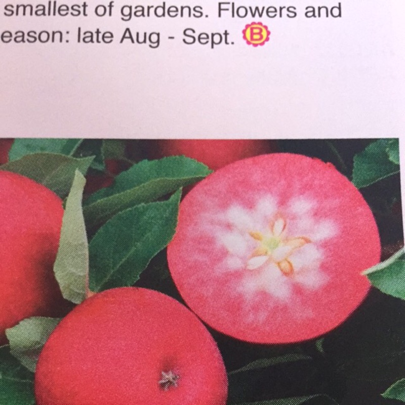Malus domestica Rosette syn. Malus domestic Raspberry Ripple in the GardenTags plant encyclopedia Apple Rosette in the GardenTags plant encyclopedia