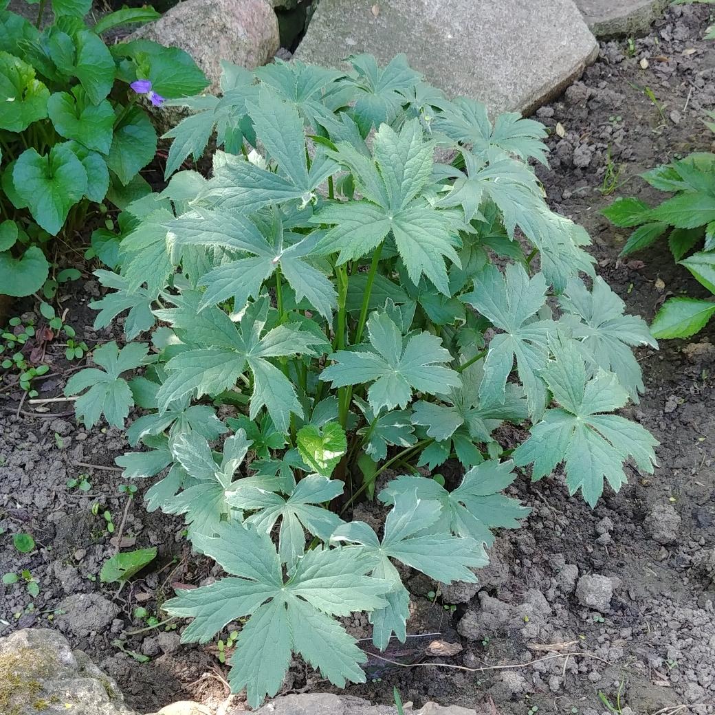 Astrantia major Vanilla Gorilla in the GardenTags plant encyclopedia Masterwort Vanilla Gorilla in the GardenTags plant encyclopedia