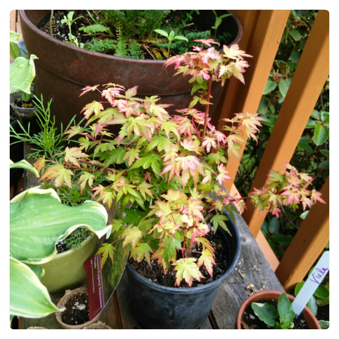 Acer Palmatum Coonara Pygmy in the GardenTags plant encyclopedia Japanese Maple Coonara Pygmy in the GardenTags plant encyclopedia