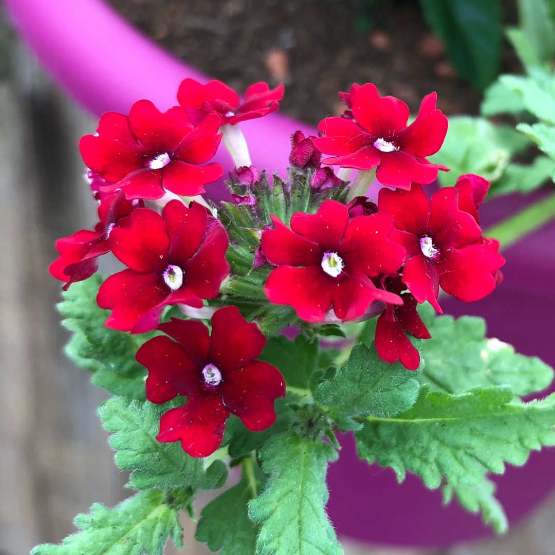 Verbena Venturi® Red in the GardenTags plant encyclopedia Verbena Venturi® Red in the GardenTags plant encyclopedia