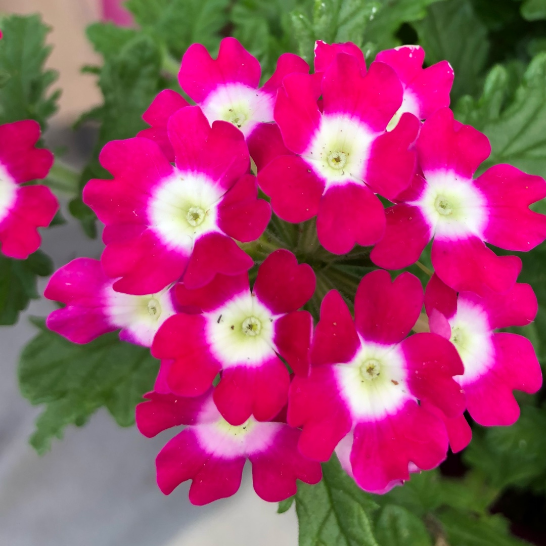 Verbena Venturi® Cherry Eye in the GardenTags plant encyclopedia Verbena Venturi® Cherry Eye in the GardenTags plant encyclopedia