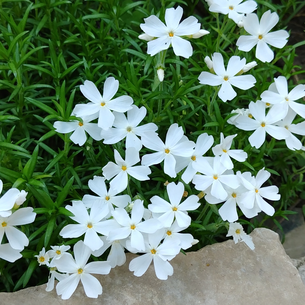 Phlox subulata Snowflake in the GardenTags plant encyclopedia Moss Phlox Snowflake in the GardenTags plant encyclopedia