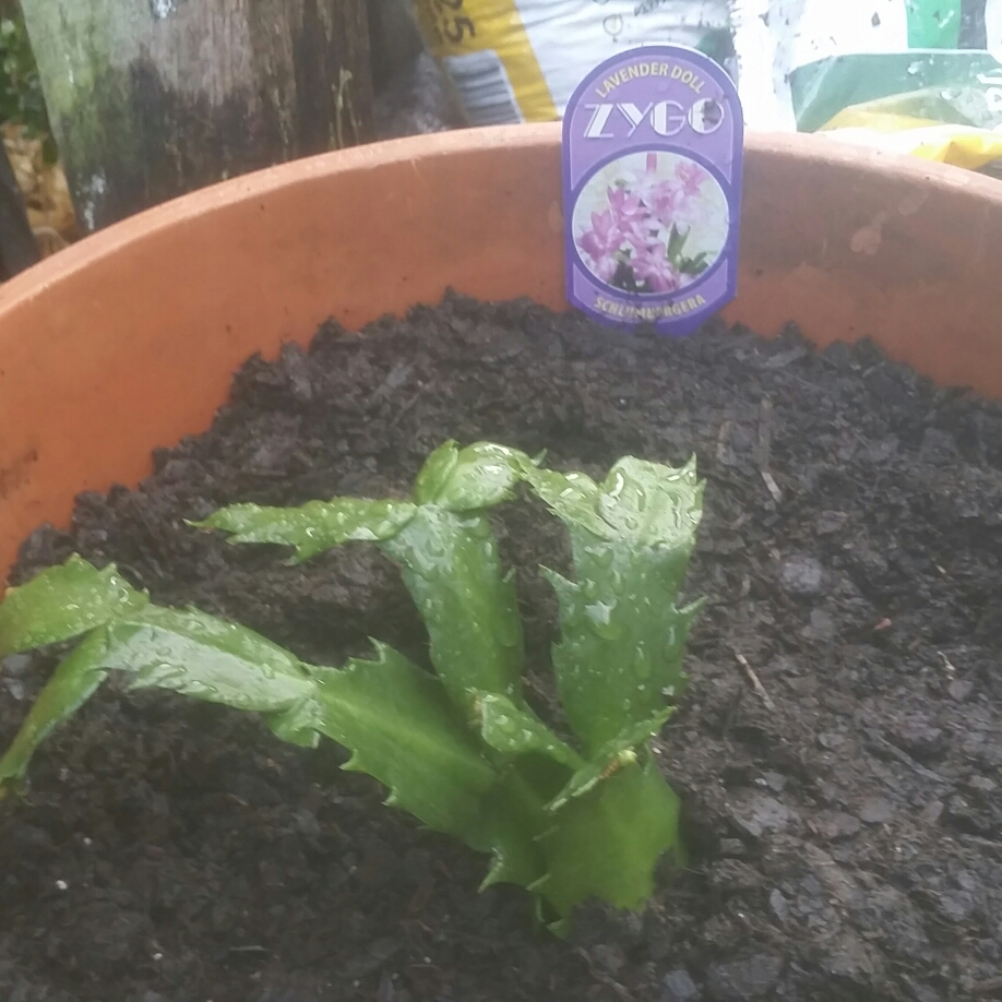 Schlumbergera truncata Lavender doll in the GardenTags plant encyclopedia Zygocactus Lavender doll in the GardenTags plant encyclopedia
