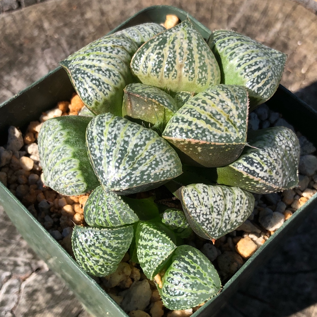 Haworthia Prickly Pete in the GardenTags plant encyclopedia Haworthia Prickly Pete in the GardenTags plant encyclopedia