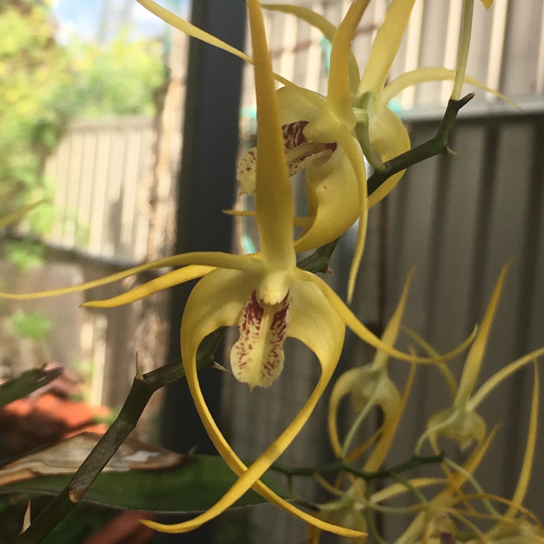 Dendrobium speciosum x tetragonum Hilda Poxon in the GardenTags plant encyclopedia Dendrobium Hilda Poxon in the GardenTags plant encyclopedia