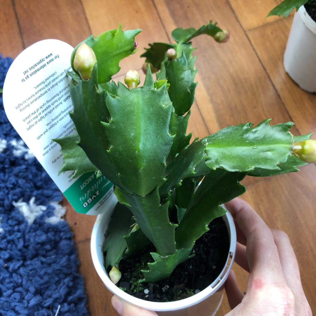 Schlumbergera Ascot in the GardenTags plant encyclopedia Zygocactus Ascot in the GardenTags plant encyclopedia