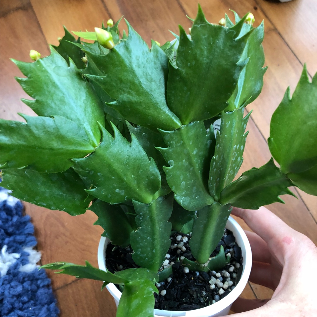 Schlumbergera White Fantasy in the GardenTags plant encyclopedia Zygocactus White Fantasy in the GardenTags plant encyclopedia