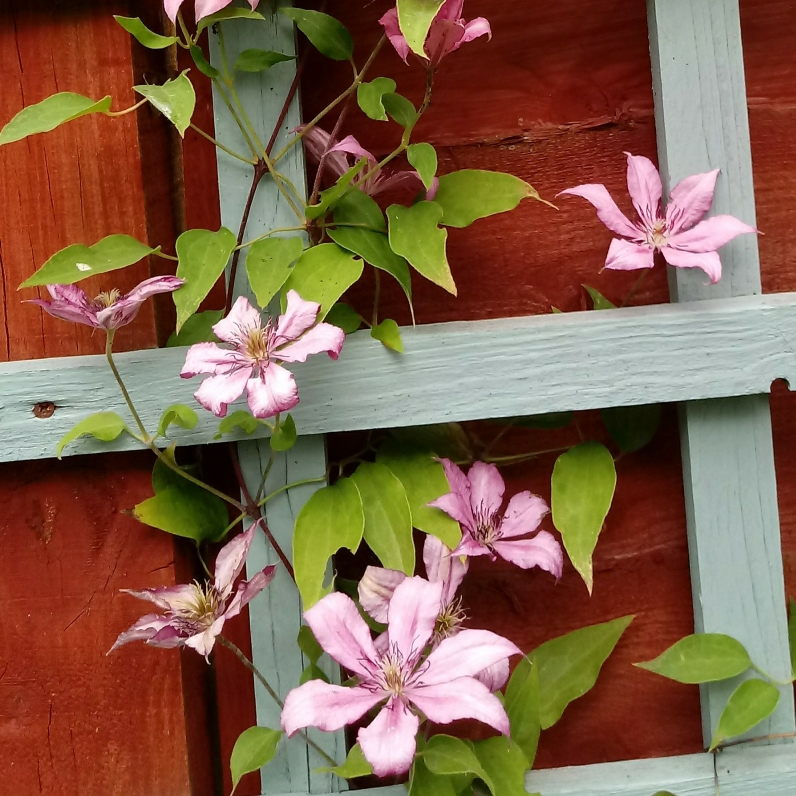 Clematis Giselle™ evipo051 in the GardenTags plant encyclopedia Clematis Giselle in the GardenTags plant encyclopedia
