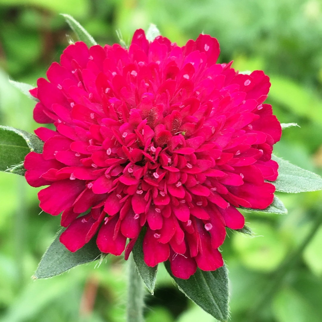 Scabiosa Atropurpurea Scarlet in the GardenTags plant encyclopedia Scabious Scarlet in the GardenTags plant encyclopedia