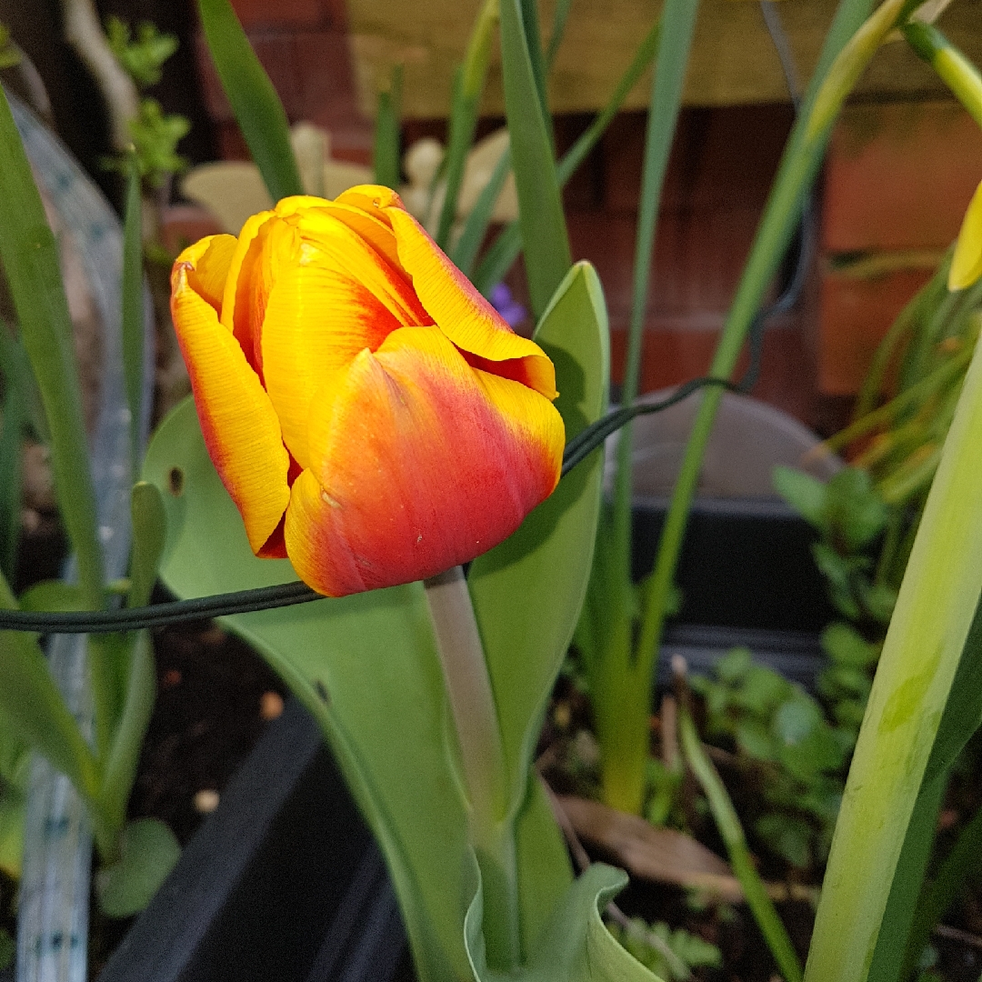 Tulipa Mickey Mouse in the GardenTags plant encyclopedia Tulip Mickey Mouse (Single Early) in the GardenTags plant encyclopedia