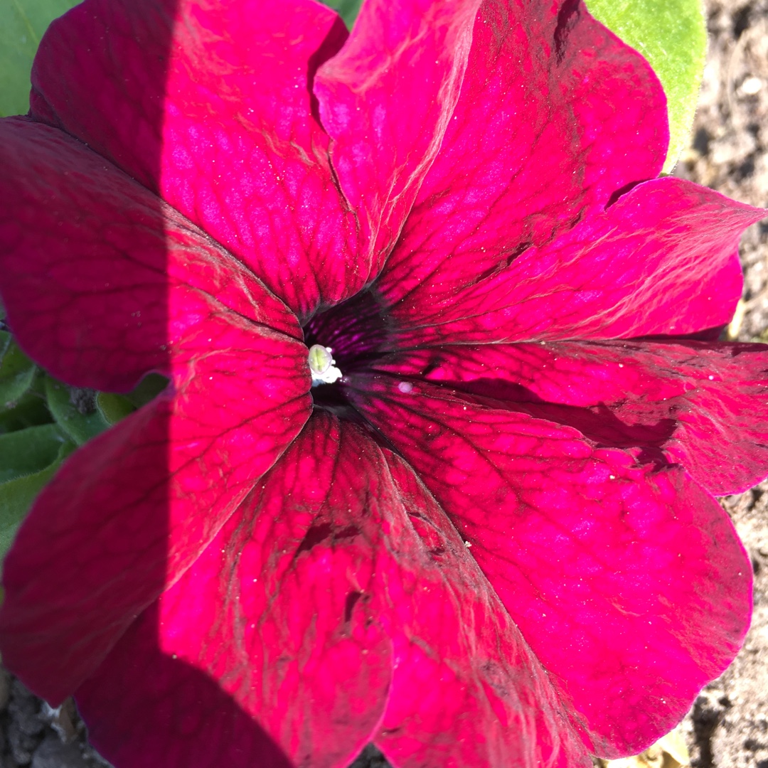 Petunia Burgundy in the GardenTags plant encyclopedia Petunia Burgundy in the GardenTags plant encyclopedia