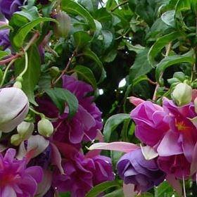 Fuchsia Lady in Grey in the GardenTags plant encyclopedia Fuchsia Lady in Grey in the GardenTags plant encyclopedia