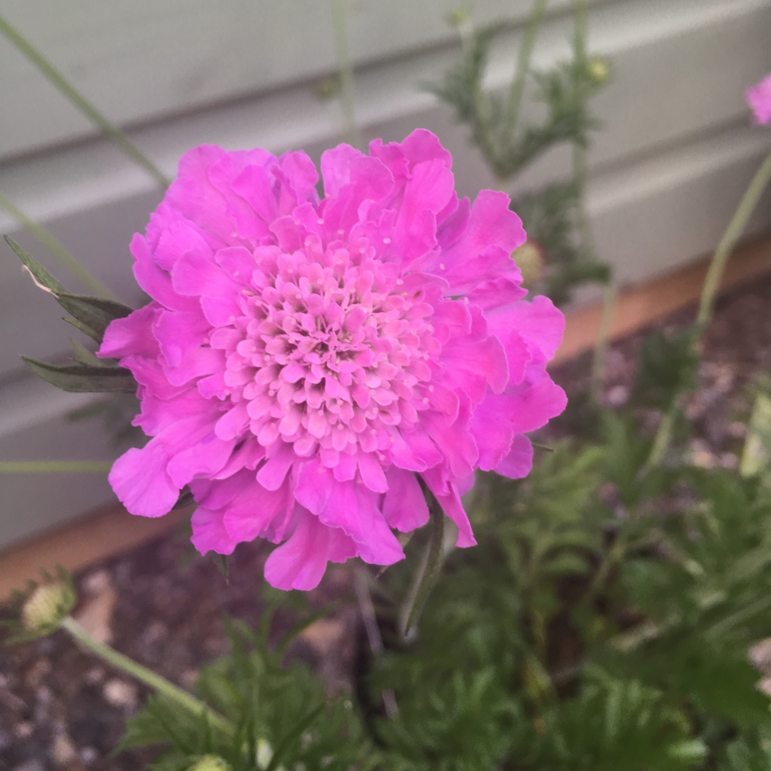 Scabiosa atropurpurea Kudos Pink in the GardenTags plant encyclopedia Scabious Kudos Pink in the GardenTags plant encyclopedia