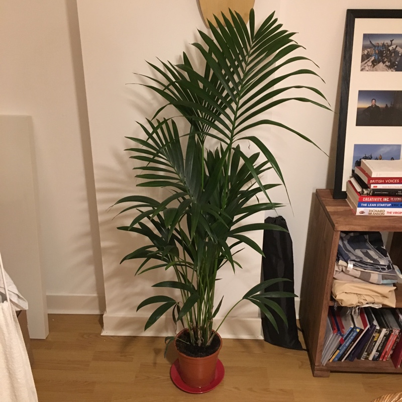 Howea Forsteriana in the GardenTags plant encyclopedia Kentia Palm in the GardenTags plant encyclopedia