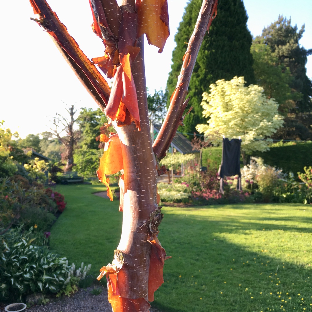 Betula albosinensis Kansu in the GardenTags plant encyclopedia Chinese Red-Barked Birch Kansu in the GardenTags plant encyclopedia