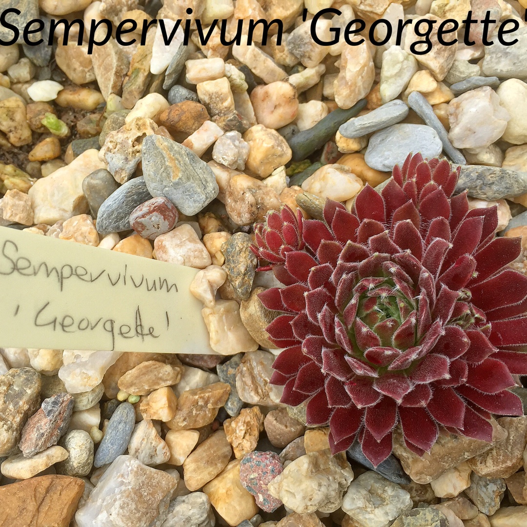 Sempervivum Georgette in the GardenTags plant encyclopedia Sempervivum Georgette in the GardenTags plant encyclopedia