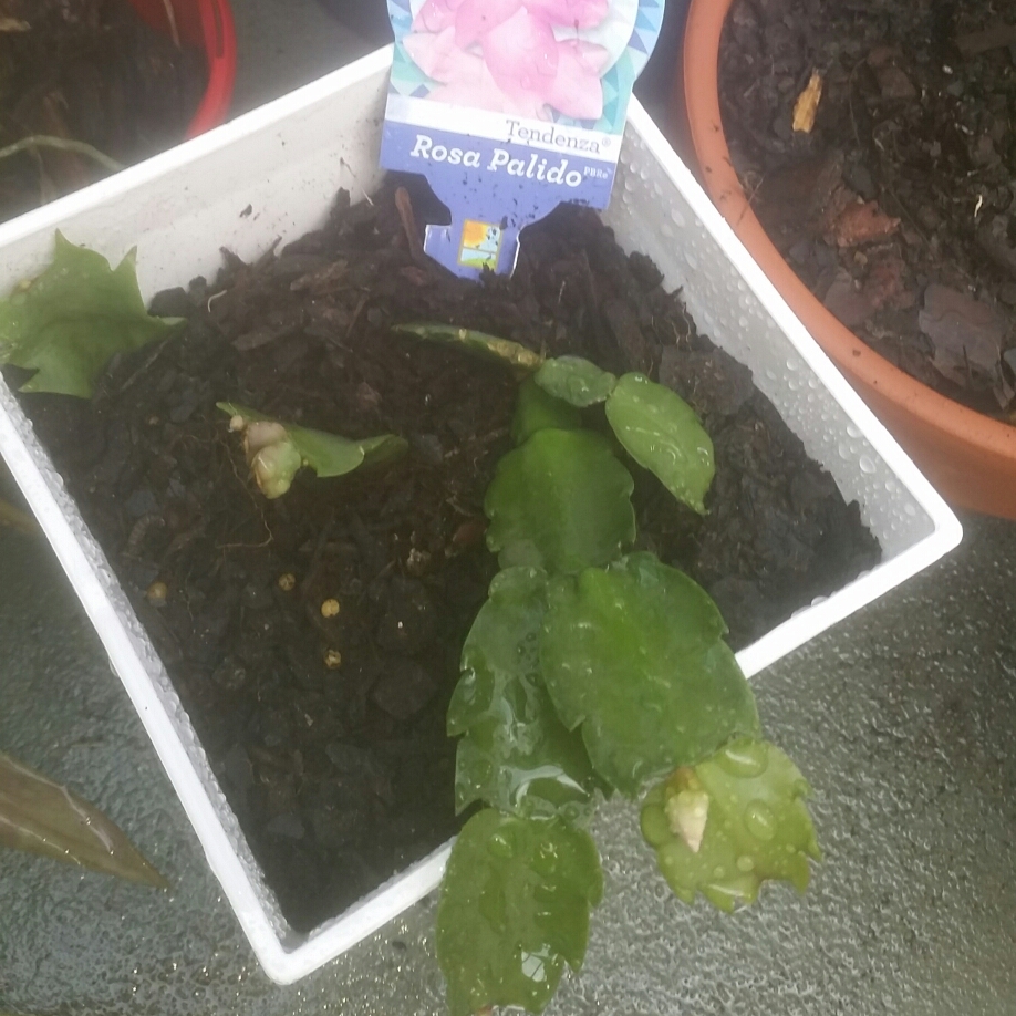 Schlumbergera truncata Rosa Palido in the GardenTags plant encyclopedia Zygocactus Rosa Palido in the GardenTags plant encyclopedia