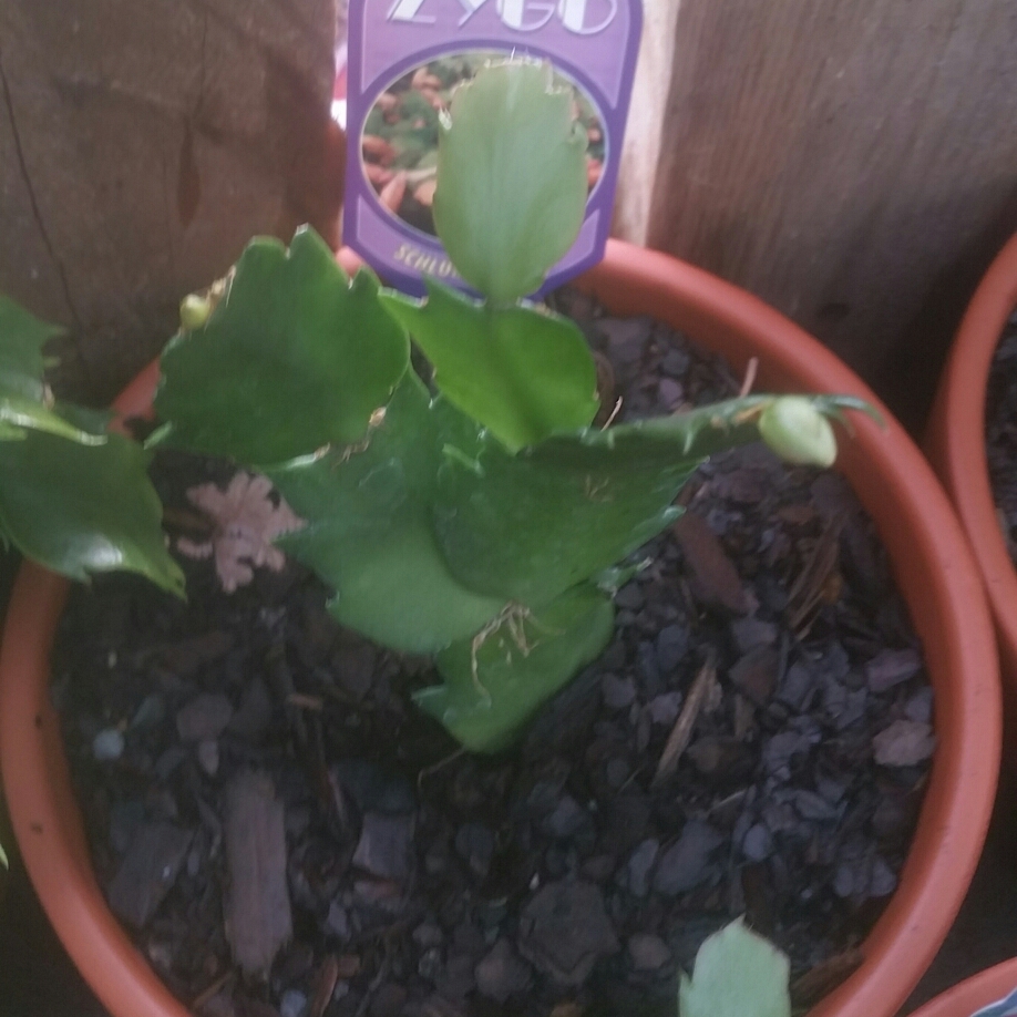Schlumbergera truncata Gold Delight in the GardenTags plant encyclopedia Zygocactus Gold Delight in the GardenTags plant encyclopedia
