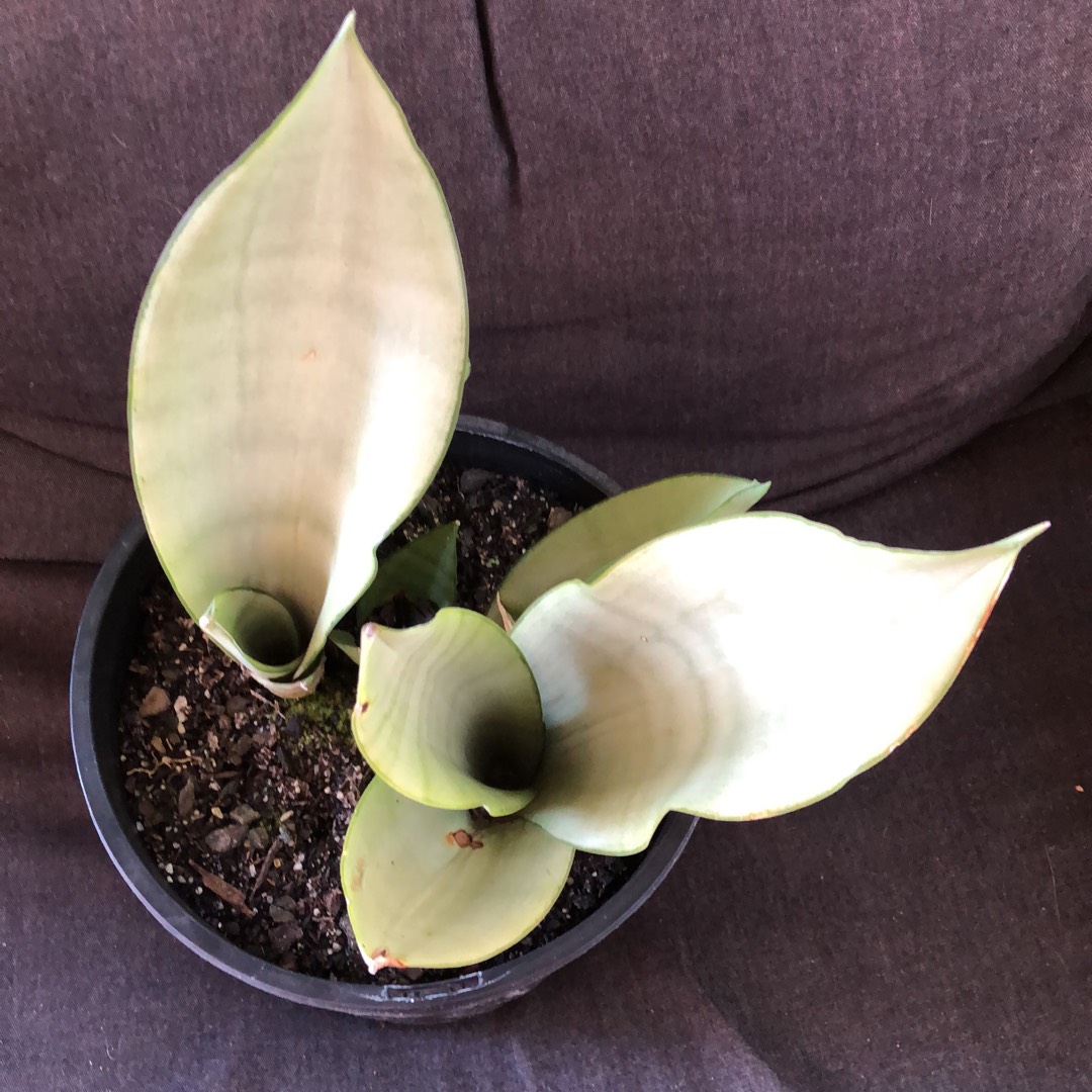 Sansevieria Silver Fox in the GardenTags plant encyclopedia Dwarf Sansevieria Silver Fox in the GardenTags plant encyclopedia