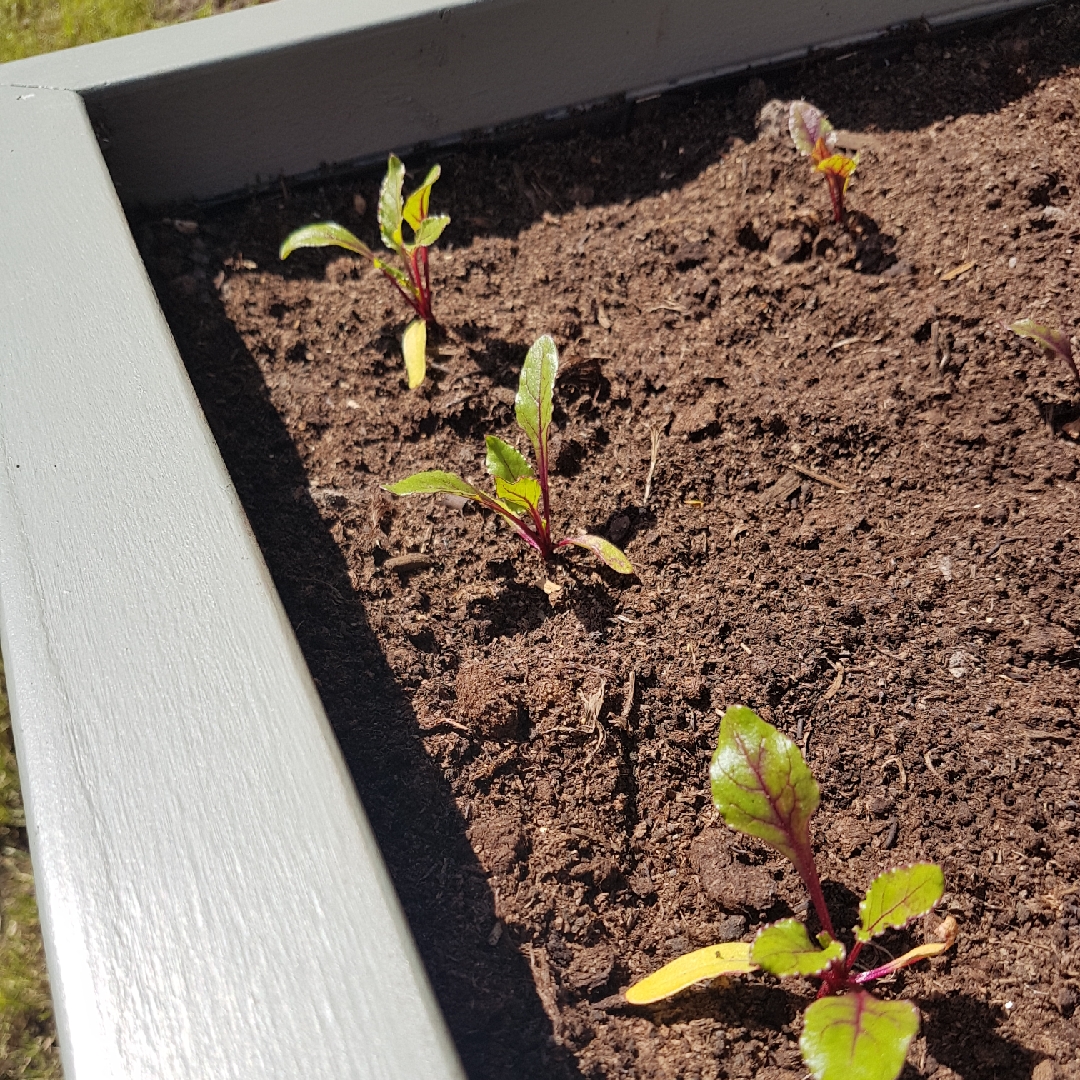 Beta Vulgaris Solo F1 in the GardenTags plant encyclopedia Beetroot Solo F1 in the GardenTags plant encyclopedia