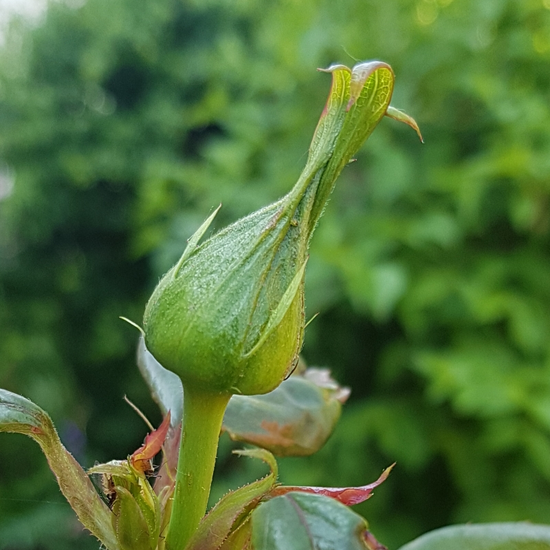 Rosa Julie Goodyear in the GardenTags plant encyclopedia Rose Julie Goodyear in the GardenTags plant encyclopedia
