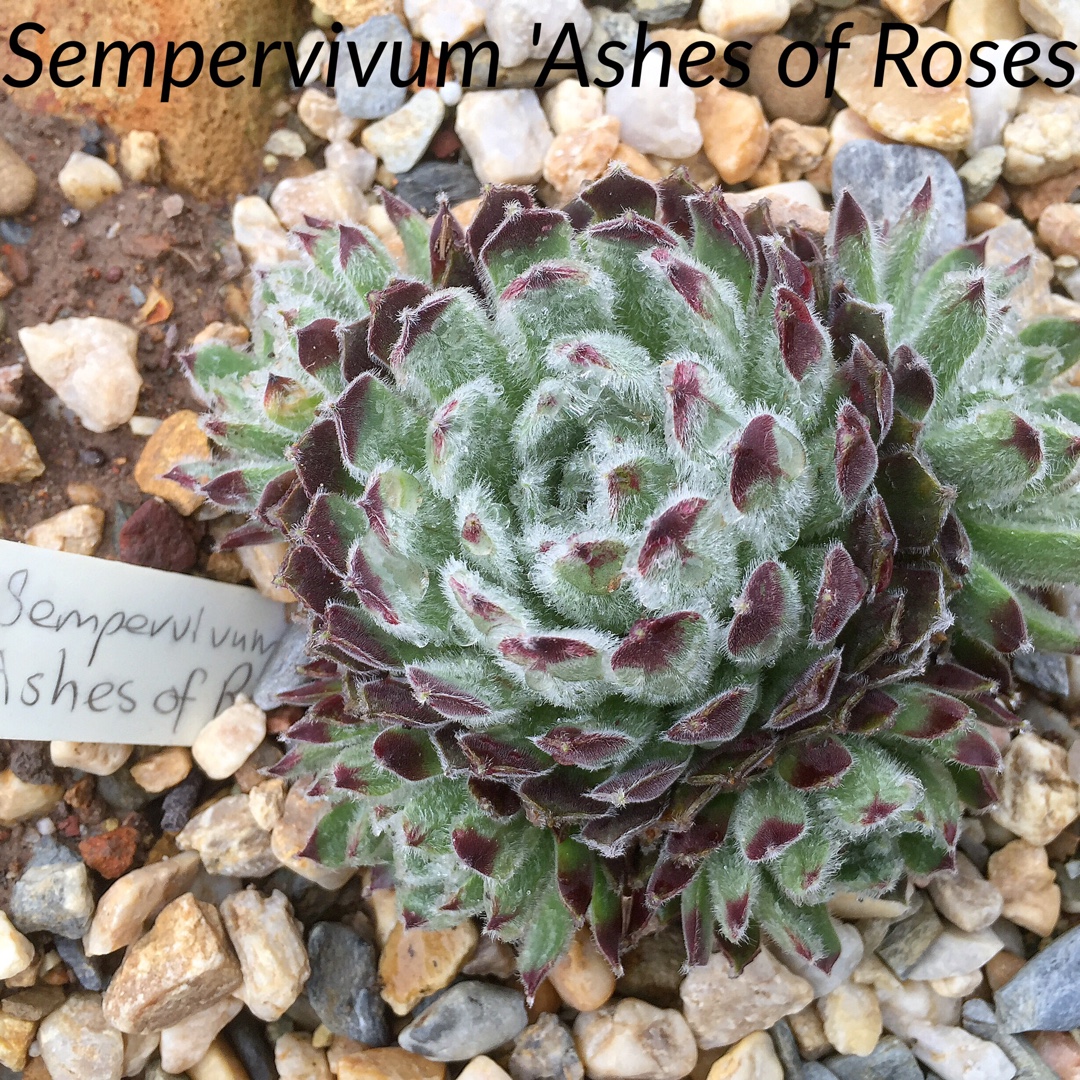 Sempervivum Ashes of Roses in the GardenTags plant encyclopedia Sempervivum Ashes of Roses in the GardenTags plant encyclopedia
