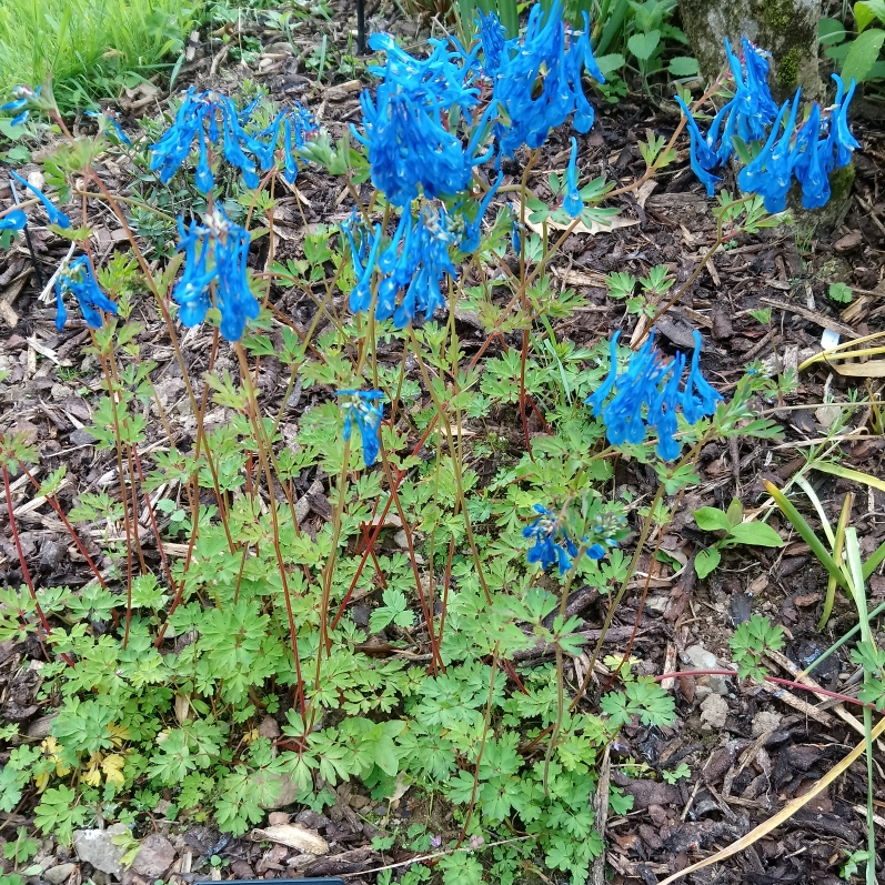 Corydalis Tory MP in the GardenTags plant encyclopedia Corydalis Tory MP in the GardenTags plant encyclopedia