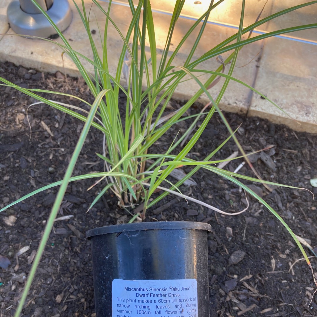 Miscanthus sinensis Yaku-jima in the GardenTags plant encyclopedia SIlver Grass Yaku-jima in the GardenTags plant encyclopedia