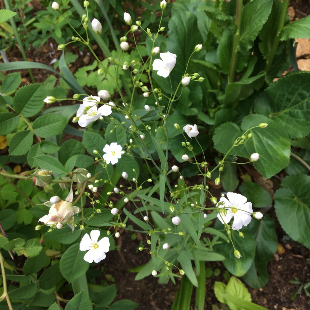Gypsophila Monarch White in the GardenTags plant encyclopedia Babys Breath Monarch White in the GardenTags plant encyclopedia