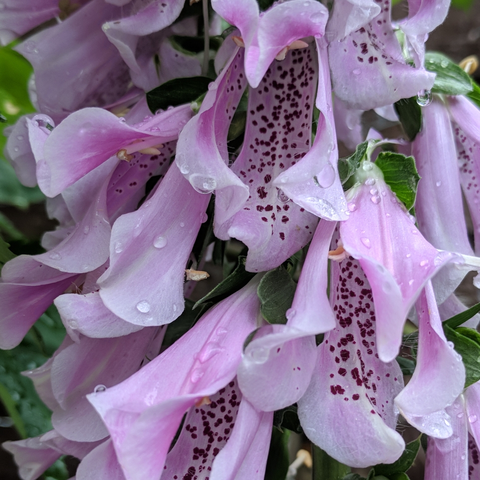 Digitalis Serendipity in the GardenTags plant encyclopedia Digitalis Serendipity in the GardenTags plant encyclopedia