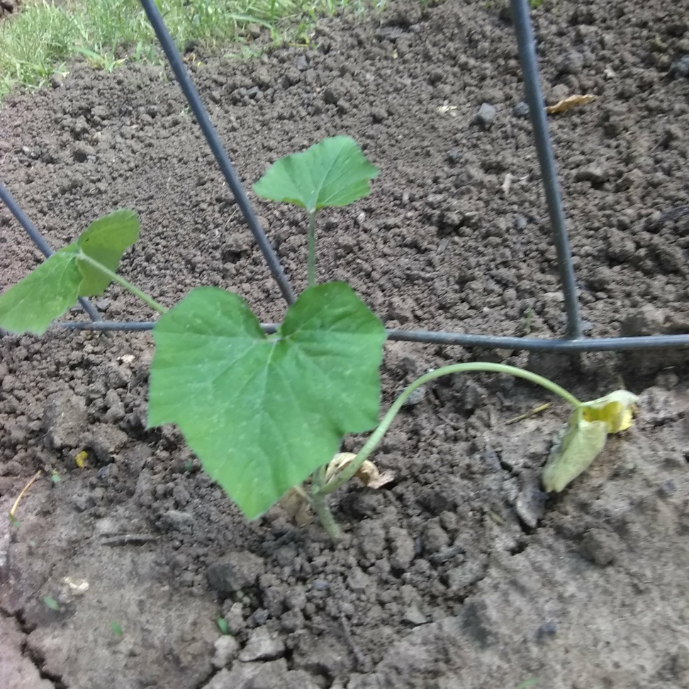 Zucchini Black Magic in the GardenTags plant encyclopedia