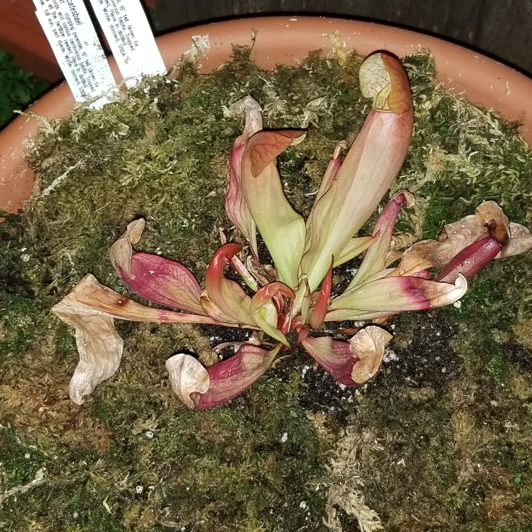 Sarracenia catesbaei in the GardenTags plant encyclopedia Catesbys Pitcher Plant in the GardenTags plant encyclopedia