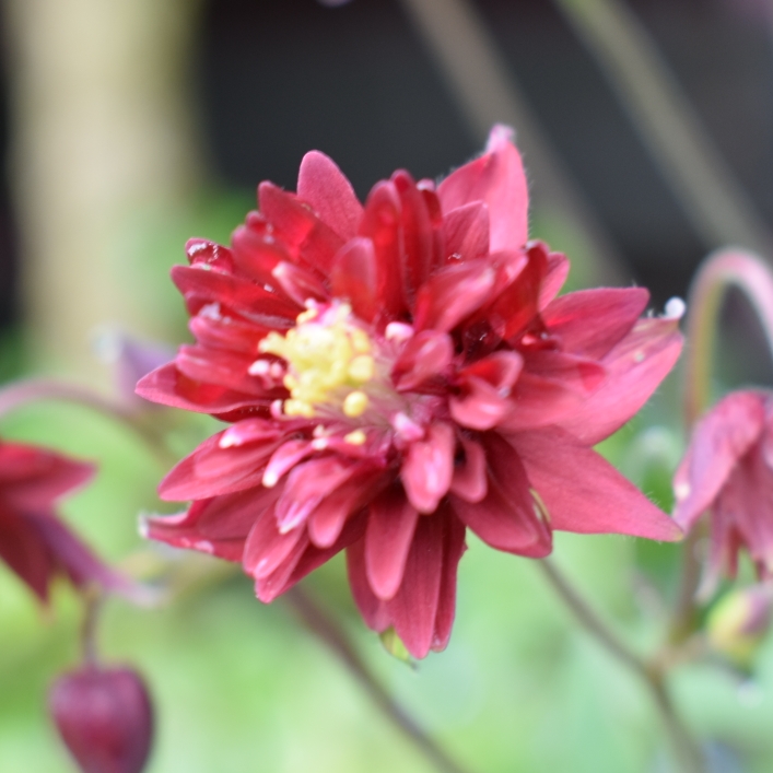 Aquilegia vulgaris Bordeaux Barlow in the GardenTags plant encyclopedia Columbine Bordeaux Barlow in the GardenTags plant encyclopedia