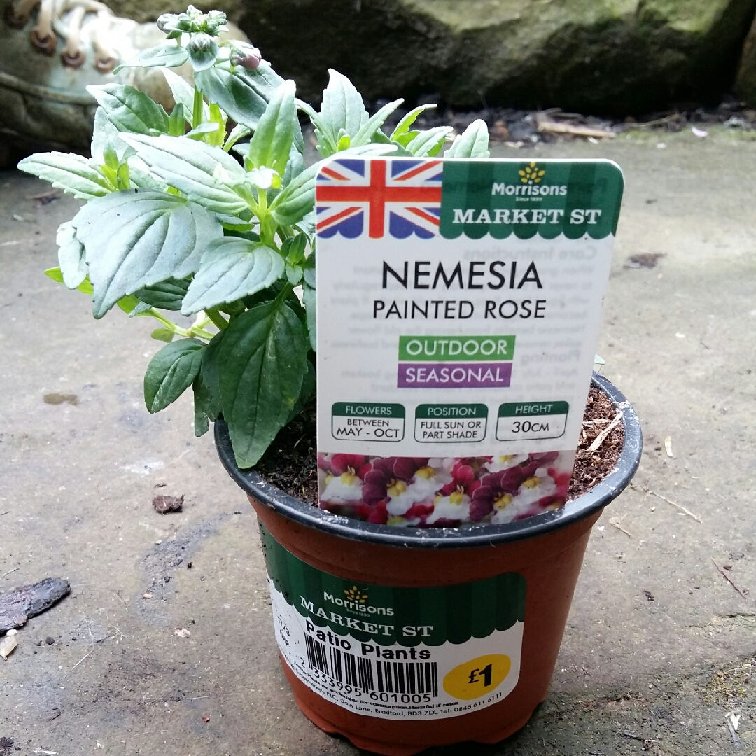 Nemesia Sunpeddle Painted Rose in the GardenTags plant encyclopedia Nemesia Painted Rose in the GardenTags plant encyclopedia