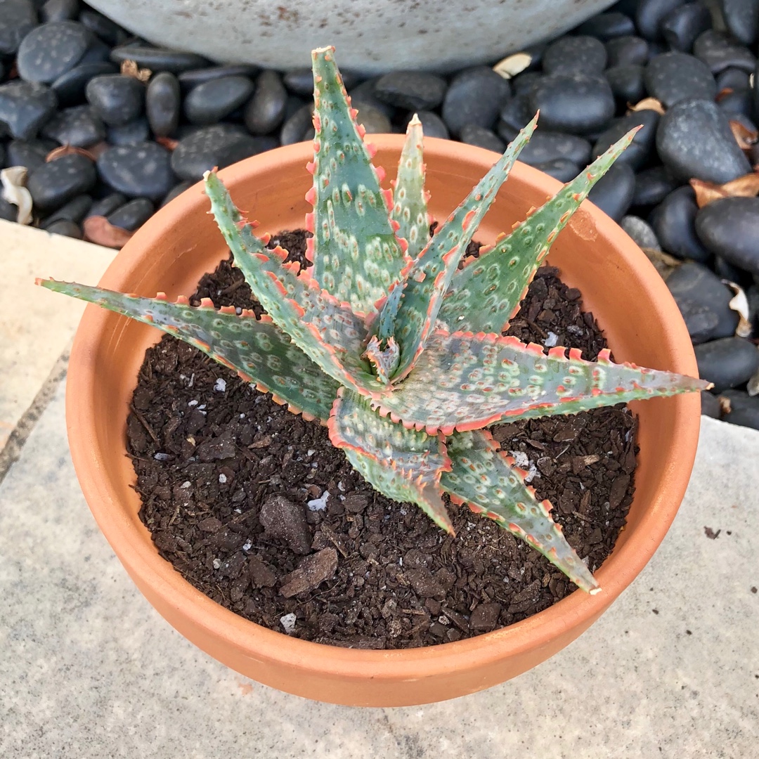 Aloe Carmine in the GardenTags plant encyclopedia