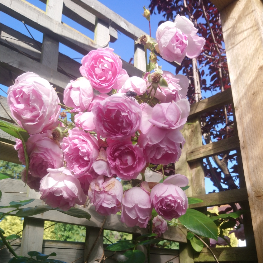 Rosa Jasmina in the GardenTags plant encyclopedia Rose Jasmina in the GardenTags plant encyclopedia