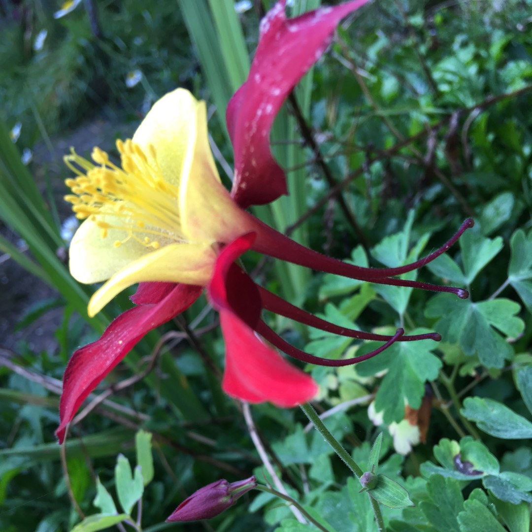 Aquilegia Koralle in the GardenTags plant encyclopedia Columbine Koralle in the GardenTags plant encyclopedia
